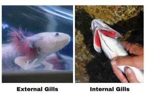 fish gills|Fish Gill: Types, Structure and Function.